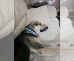 Small #4 German Shepherd Dog Mix