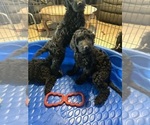 Small #4 Goldendoodle