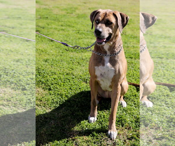 Medium Photo #3 Catahoula Leopard Dog-Unknown Mix Puppy For Sale in Denton, TX, USA