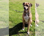 Small #2 Catahoula Leopard Dog Mix