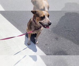 Mutt Dogs for adoption in St. Cloud, FL, USA