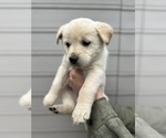 Small Photo #3 Alaskan Husky-Golden Retriever Mix Puppy For Sale in PORTLAND, OR, USA