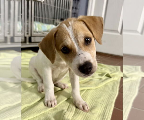 Medium Photo #1 Labrador Retriever-Unknown Mix Puppy For Sale in Jefferson, NJ, USA