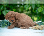 Small Photo #6 Poodle (Miniature) Puppy For Sale in WOLCOTTVILLE, IN, USA
