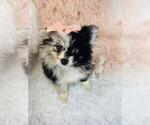 Small Photo #17 Pomeranian Puppy For Sale in PEMBROKE PINES, FL, USA