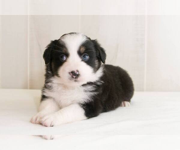 Medium Photo #5 Australian Shepherd Puppy For Sale in BESSEMER, AL, USA
