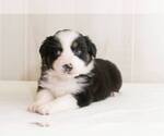 Small Photo #5 Australian Shepherd Puppy For Sale in BESSEMER, AL, USA