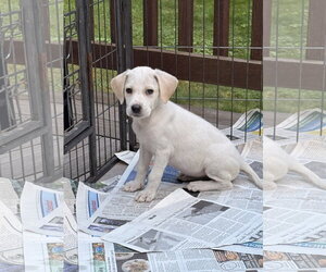 Bulldog-Labrador Retriever Mix Dogs for adoption in Tarrytown, GA, USA
