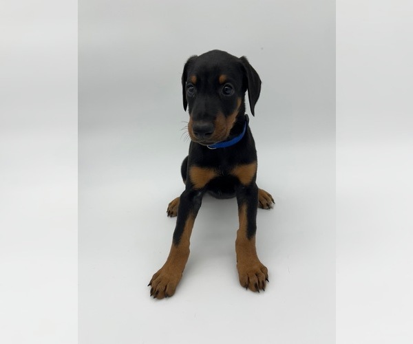 Medium Photo #12 Doberman Pinscher Puppy For Sale in RIVERDALE, MD, USA