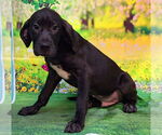 Small #1 Labrador Retriever Mix