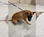 Small German Shepherd Dog Mix