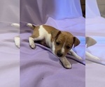 Small #1 Rat Terrier