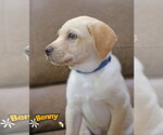 Small #9 Labrador Retriever Mix