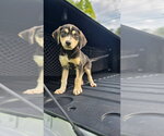 Small #3 Labrador Retriever Mix