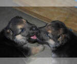Small Photo #23 German Shepherd Dog Puppy For Sale in BEULAVILLE, NC, USA