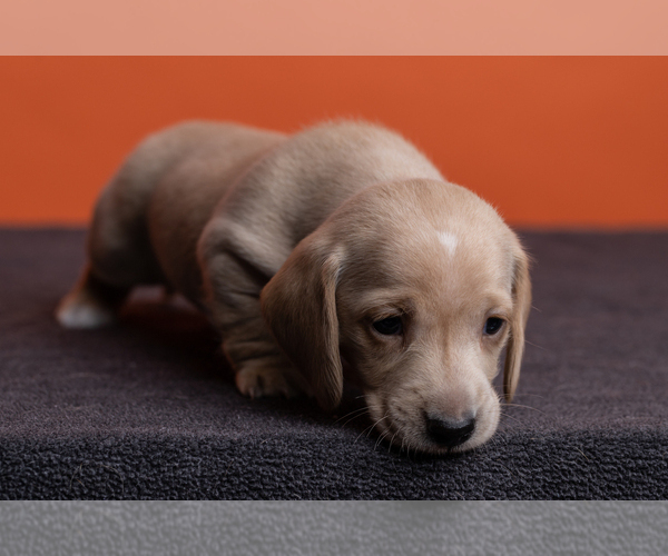 Medium Photo #14 Dachshund Puppy For Sale in CROWLEY, TX, USA