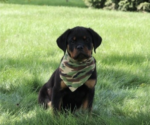 Rottweiler Puppy for sale in SUGARCREEK, OH, USA