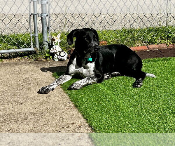 Medium Photo #2 Pointer-Unknown Mix Puppy For Sale in Springdale, PA, USA