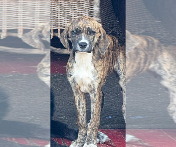 Medium Photo #12 Labrador Retriever-Unknown Mix Puppy For Sale in New York, NY, USA