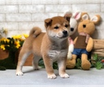 Small Photo #3 Shiba Inu Puppy For Sale in CHICAGO, IL, USA