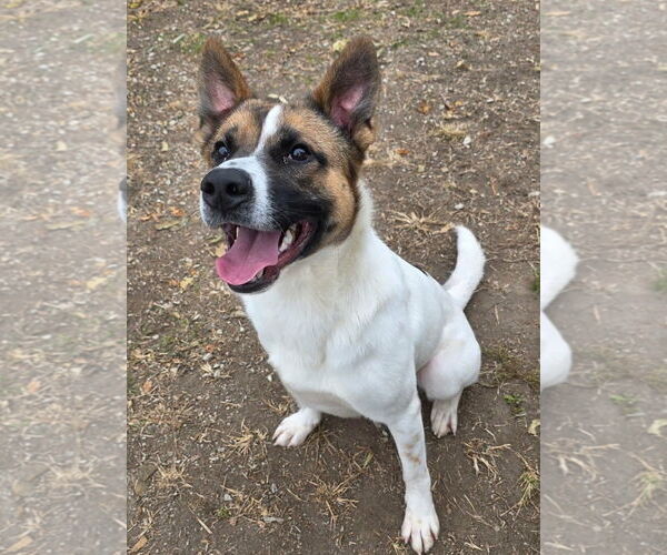 Medium Photo #4 Akita-Collie Mix Puppy For Sale in Anniston, AL, USA
