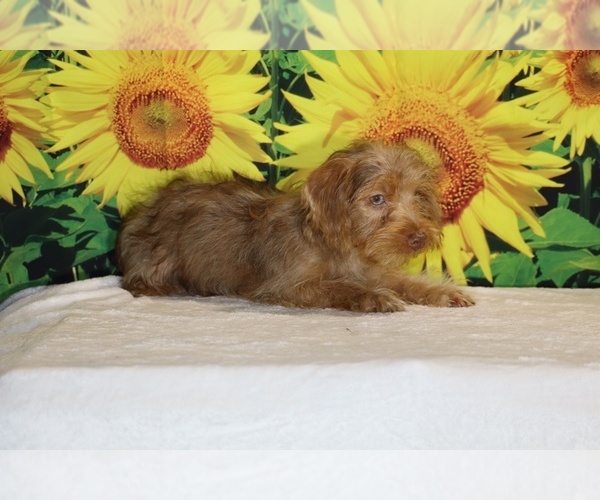 Medium Photo #4 Yorkiepoo mix (+ Poodle Toy) Puppy For Sale in DYERSBURG, TN, USA