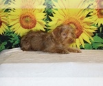 Colt - Male Yorkiepoo mix (+ Poodle Toy) Puppy for Sale - Photo #4
