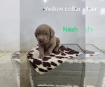 Puppy Nash Great Dane