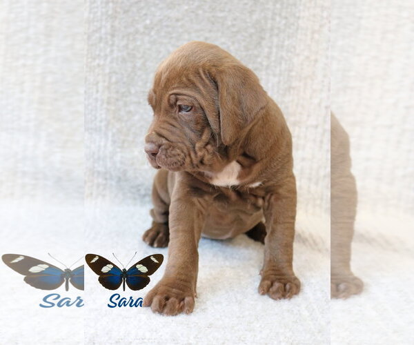 Medium Photo #5 Mutt Puppy For Sale in Wakefield, RI, USA