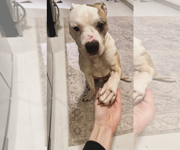 Medium Photo #2 Staffordshire Bull Terrier-Unknown Mix Puppy For Sale in Princeton, MN, USA