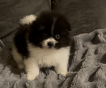 Puppy Charlie Pomeranian