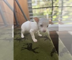 Small Photo #2 Chihuahua Puppy For Sale in SAINT AUGUSTINE, FL, USA