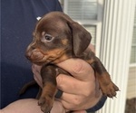 Small Photo #9 Dachshund Puppy For Sale in ROEBUCK, SC, USA