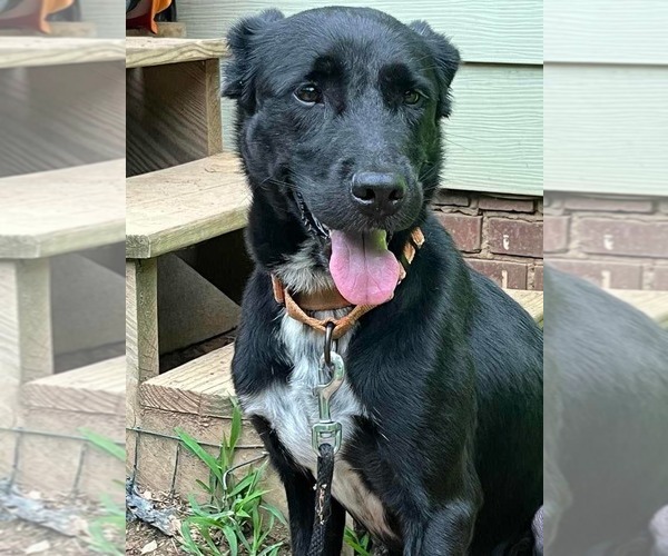 Medium Photo #6 Labrador Retriever-Unknown Mix Puppy For Sale in Greensboro, NC, USA
