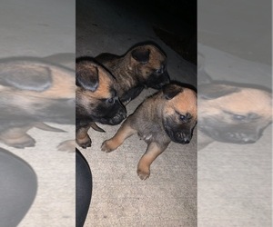 Malinois Puppy for sale in FORT WORTH, TX, USA