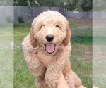 Puppy 2 Goldendoodle-YorkiePoo Mix