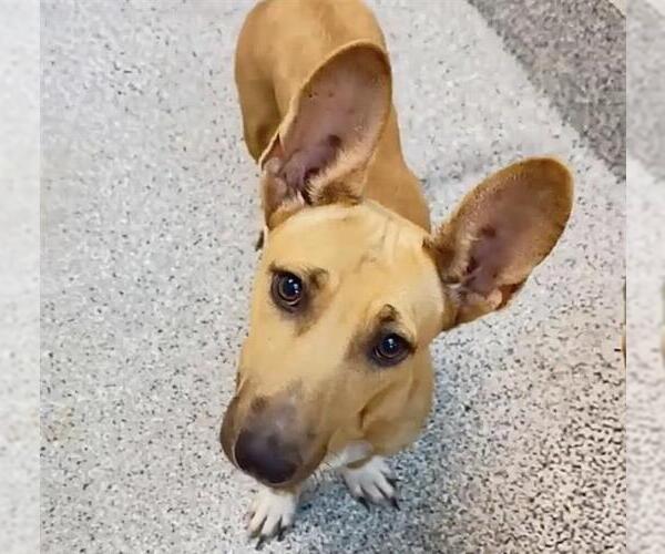 Medium Photo #1 Black Mouth Cur-Unknown Mix Puppy For Sale in Houston, TX, USA