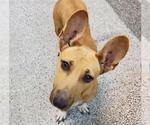 PUNKY - Female Black Mouth Cur-Unknown Mix Dog for Adoption - Small photo