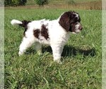 Small Photo #9 Labradoodle Puppy For Sale in SPENCERVILLE, IN, USA