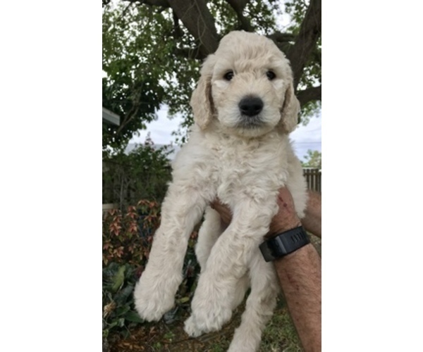 Medium Photo #4 Goldendoodle Puppy For Sale in MERRITT IS, FL, USA