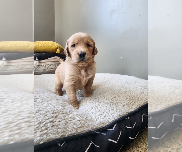 Medium Photo #6 Golden Retriever Puppy For Sale in SCANDIA, MN, USA