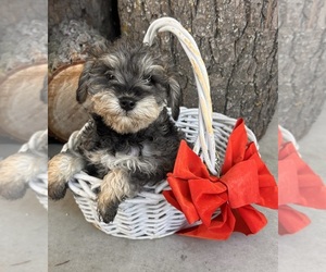 Schnoodle (Miniature) Puppy for sale in MIDDLEBURY, IN, USA