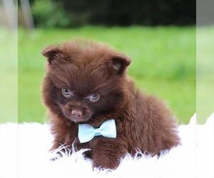 Pomeranian Puppy for sale in WEST PALM BEACH, FL, USA