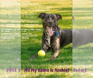 ARCHIE - Male Mutt Dog for Adoption - Photo #4