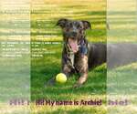 Small Photo #4 Mutt Puppy For Sale in Woodbury, NY, USA