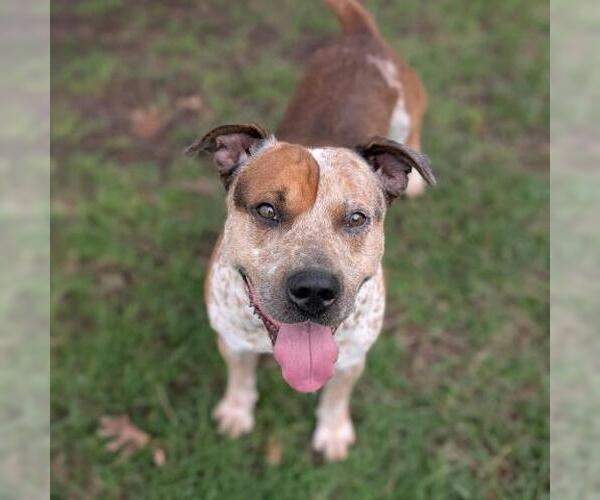 Medium Photo #1 American Staffordshire Terrier-Unknown Mix Puppy For Sale in Conroe, TX, USA