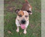 Small American Staffordshire Terrier Mix