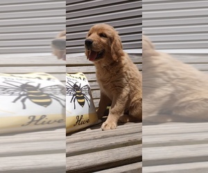 Golden Retriever Dog for Adoption in MOUNT GILEAD, North Carolina USA