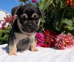 Small #3 French Bulldog