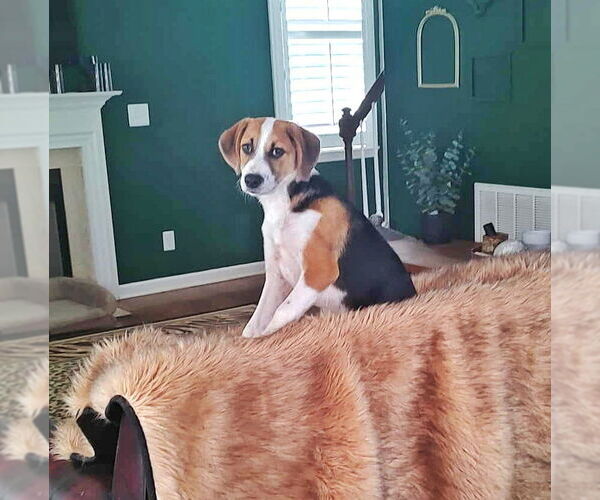 Medium Photo #10 Beagle-Unknown Mix Puppy For Sale in Fultonham, NY, USA